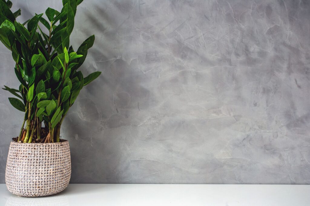 deco plante gauche sur gris