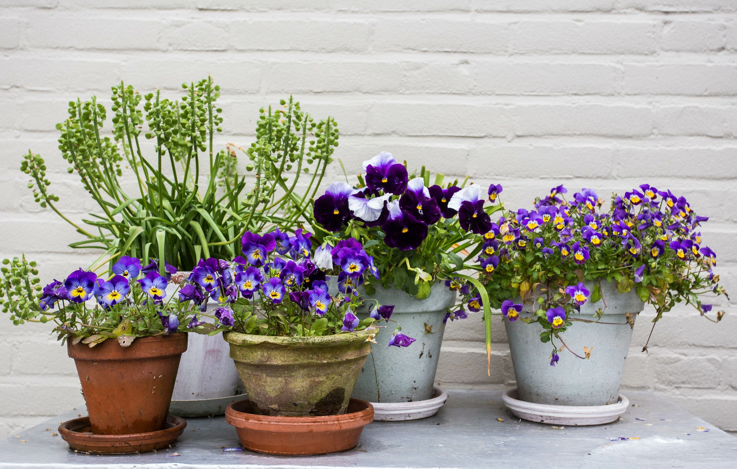 plantes violettes en pots